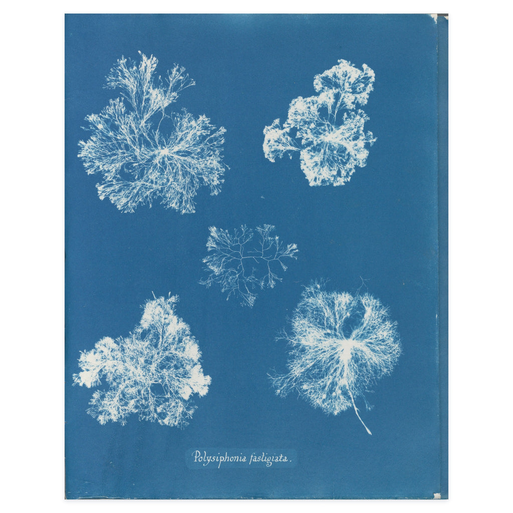 Anna Atkins, Polysiphonia fastigiata, 1853 — the cyanotype leaf reproduced whole, five white tufts of red alga on Prussian blue with her handwritten species name