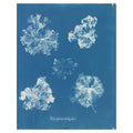 Anna Atkins, Polysiphonia fastigiata, 1853 — the cyanotype leaf reproduced whole, five white tufts of red alga on Prussian blue with her handwritten species name