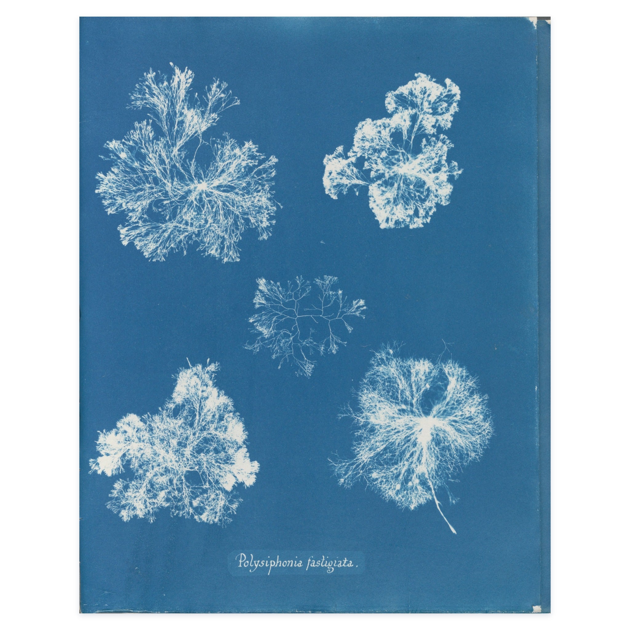 Anna Atkins, Polysiphonia fastigiata, 1853 — the cyanotype leaf reproduced whole, five white tufts of red alga on Prussian blue with her handwritten species name