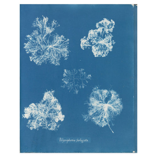 Anna Atkins, Polysiphonia fastigiata, 1853 — the cyanotype leaf reproduced whole, five white tufts of red alga on Prussian blue with her handwritten species name