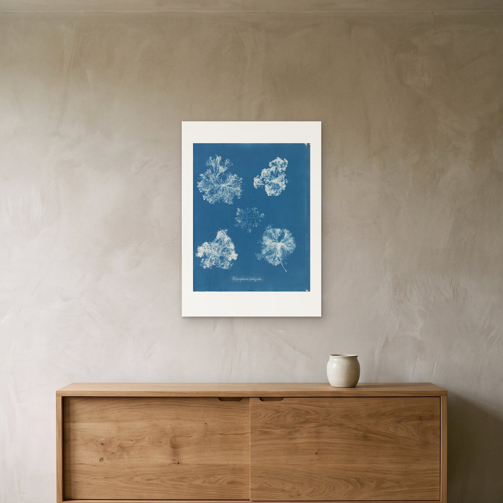 Anna Atkins's Polysiphonia fastigiata as a 50 × 70 cm giclée print, unframed, hung 25 cm above a 140 cm sideboard