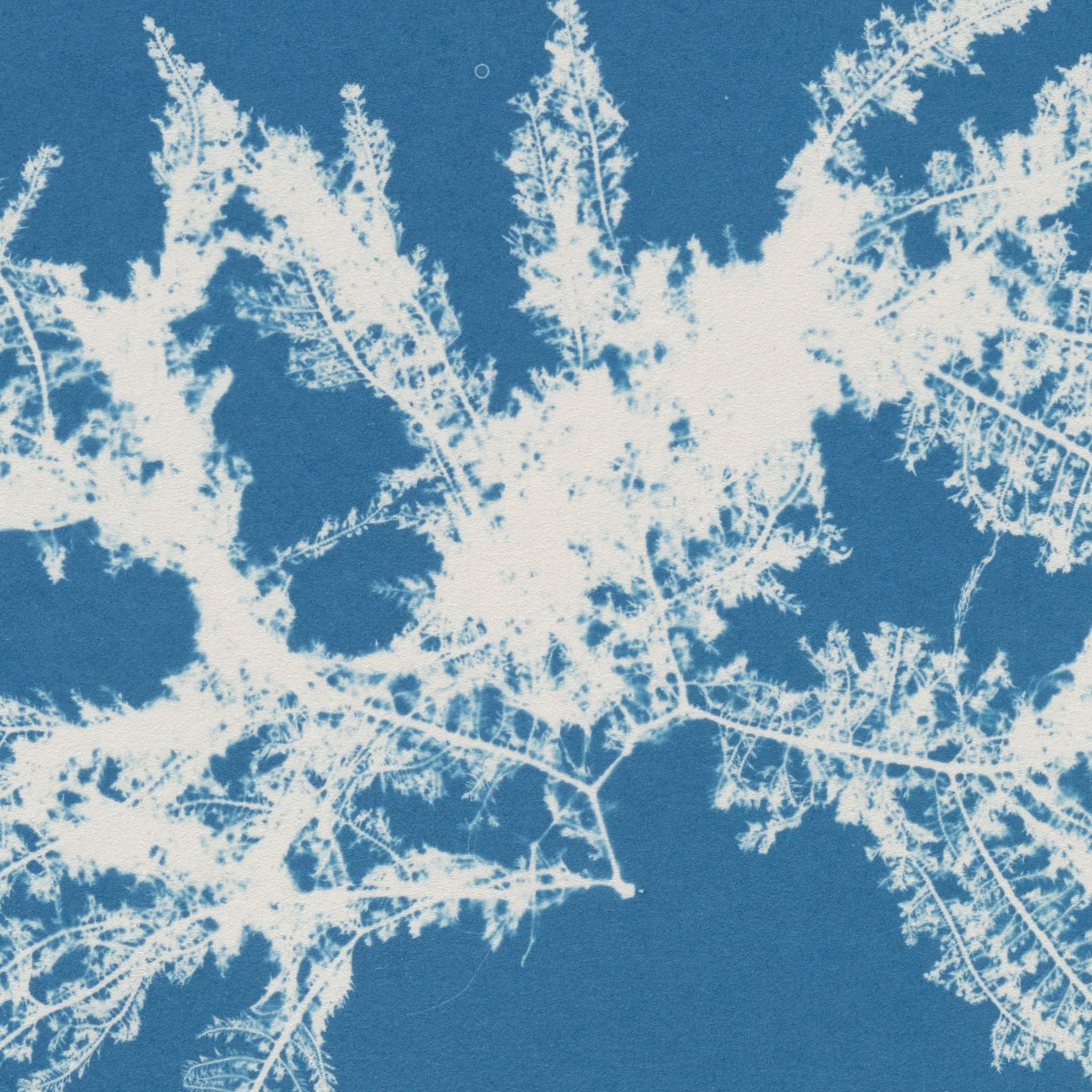 Detail at actual print size: the feathered branches of Ptilota plumosa and the paper grain of the 1853 cyanotype