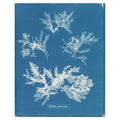 Anna Atkins, Ptilota plumosa, 1853 — the cyanotype leaf reproduced whole, the feathered white alga on Prussian blue with her handwritten species name