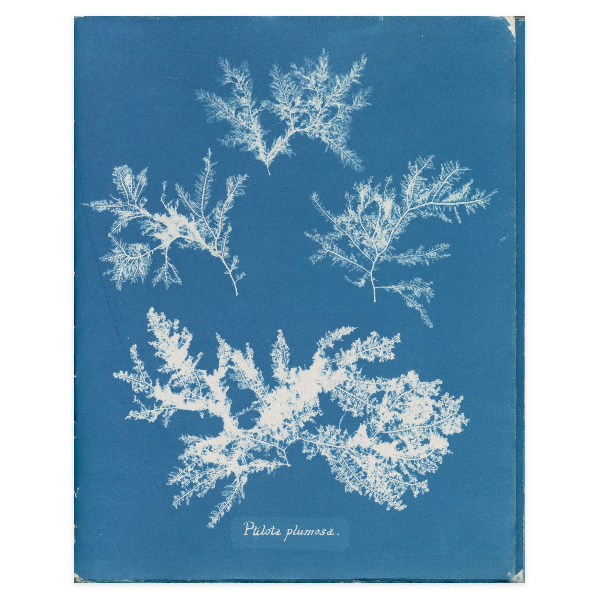Anna Atkins, Ptilota plumosa, 1853 — the cyanotype leaf reproduced whole, the feathered white alga on Prussian blue with her handwritten species name