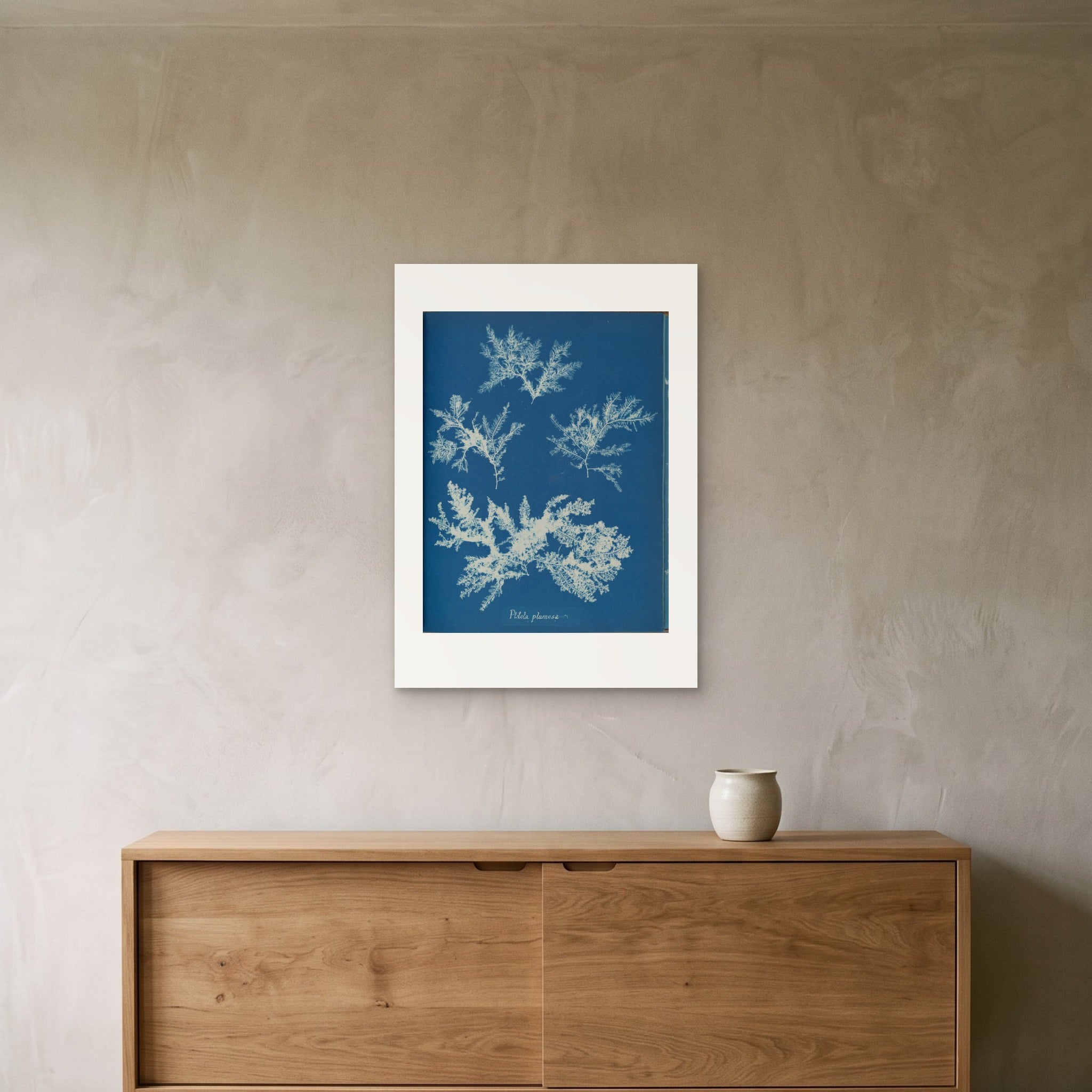Anna Atkins's Ptilota plumosa as a 50 × 70 cm giclée print, unframed, hung 25 cm above a 140 cm sideboard