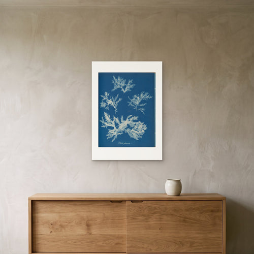 Anna Atkins's Ptilota plumosa as a 50 × 70 cm giclée print, unframed, hung 25 cm above a 140 cm sideboard