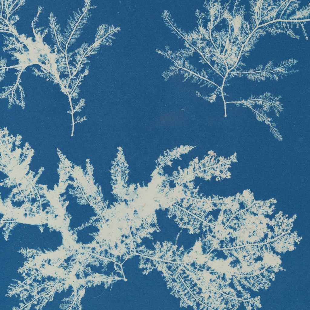 Detail at actual print size: the feathered branches of Ptilota plumosa and the paper grain of the 1853 cyanotype