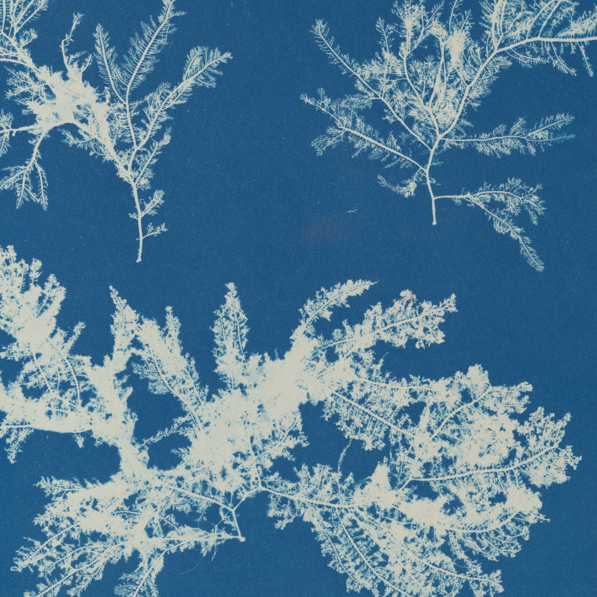 Detail at actual print size: the feathered branches of Ptilota plumosa and the paper grain of the 1853 cyanotype