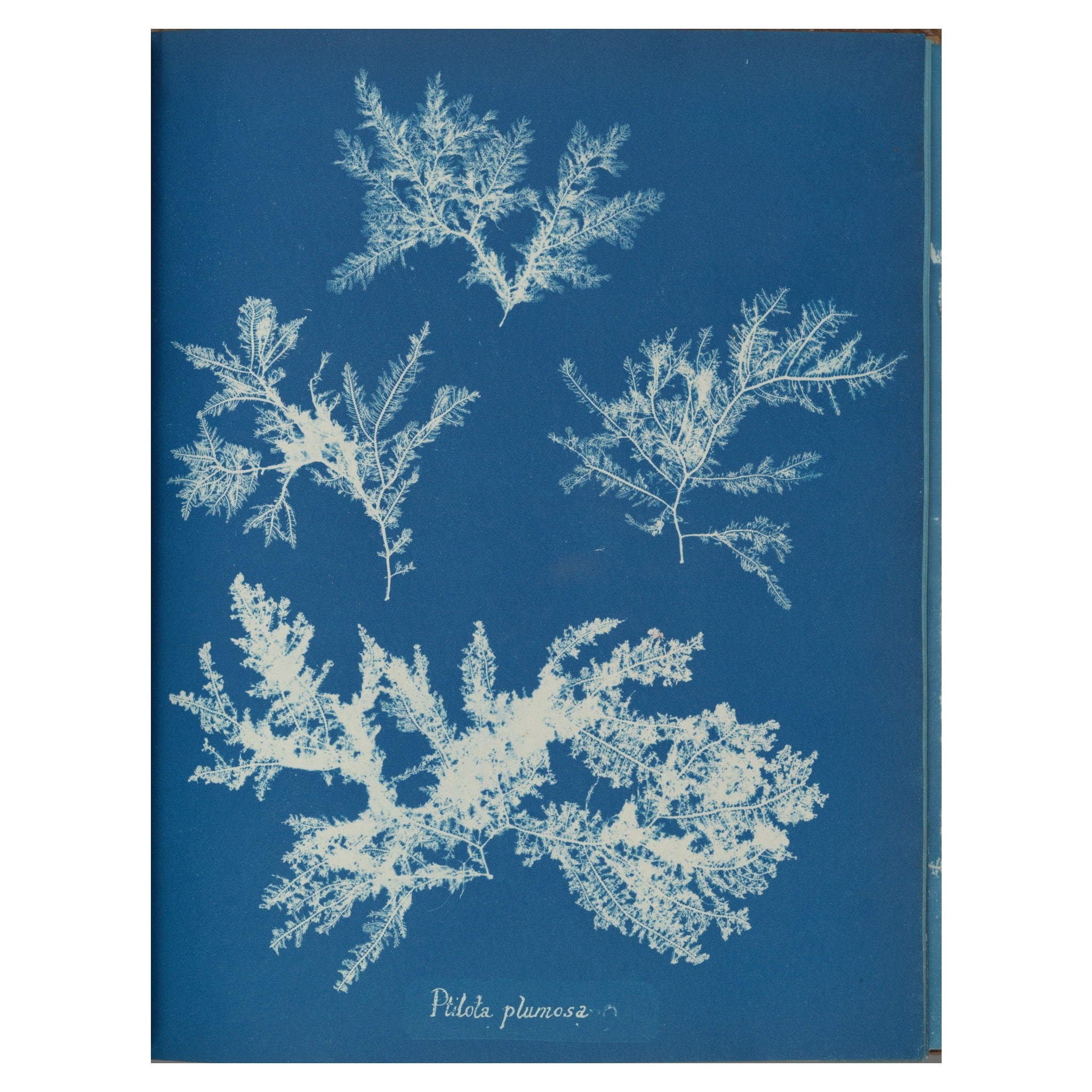 Anna Atkins, Ptilota plumosa, 1853 — the cyanotype plate reproduced whole, the feathered white alga on Prussian blue with the handwritten species name