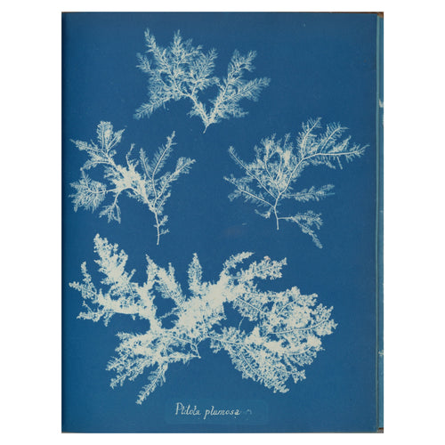 Anna Atkins, Ptilota plumosa, 1853 — the cyanotype plate reproduced whole, the feathered white alga on Prussian blue with the handwritten species name