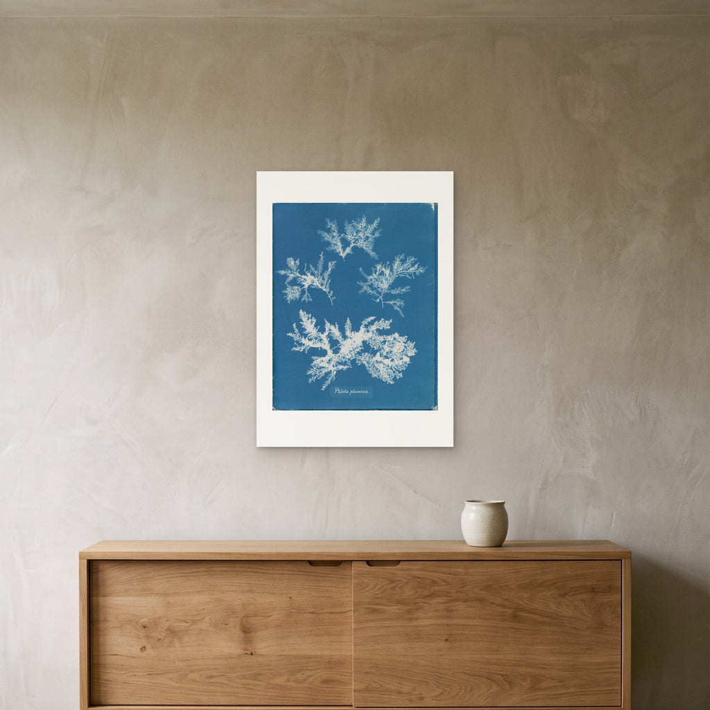 Anna Atkins's Ptilota plumosa as a 50 × 70 cm giclée print, unframed, hung 25 cm above a 140 cm sideboard