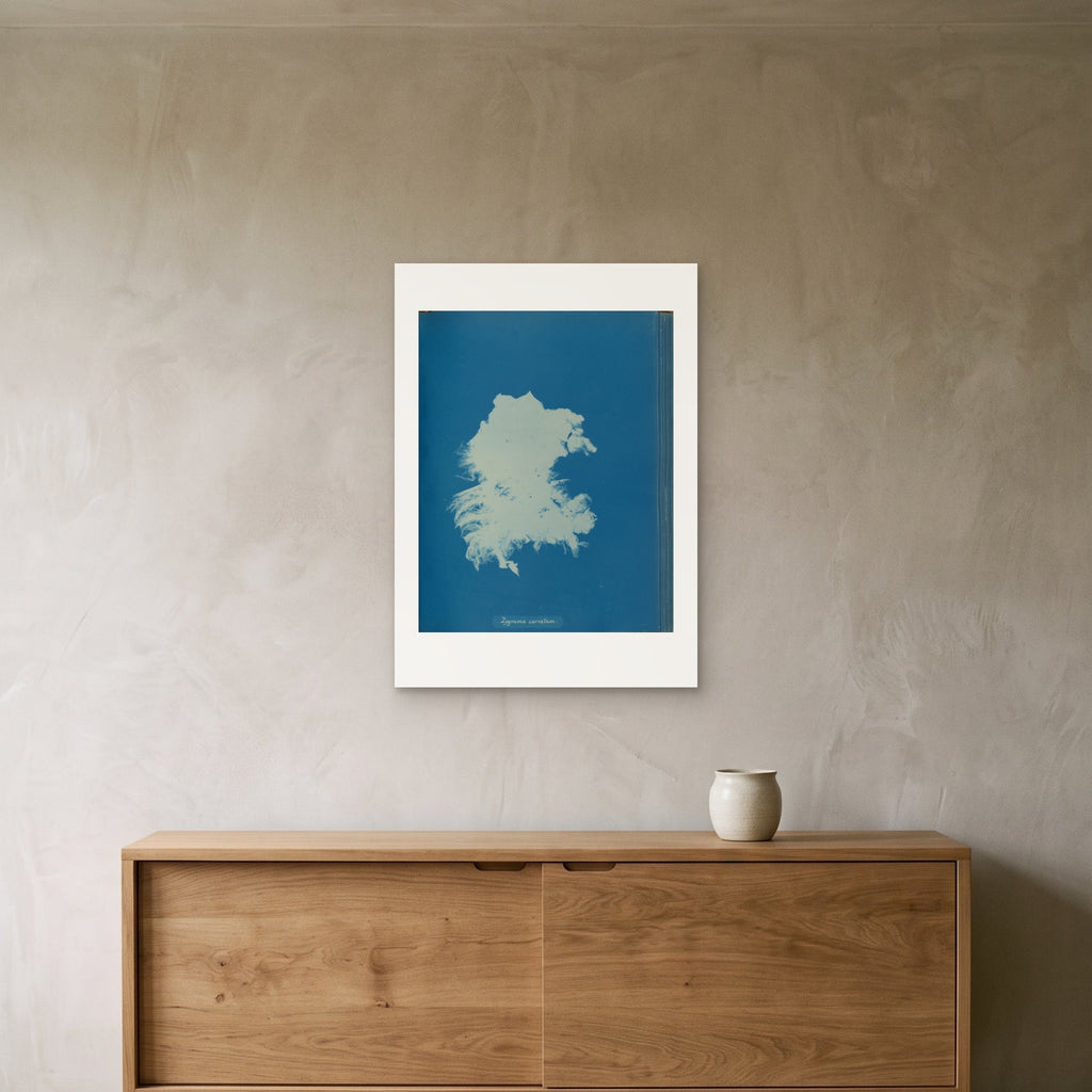 Anna Atkins's Zygnema curvatum as a 50 × 70 cm giclée print, unframed, hung 25 cm above a 140 cm sideboard