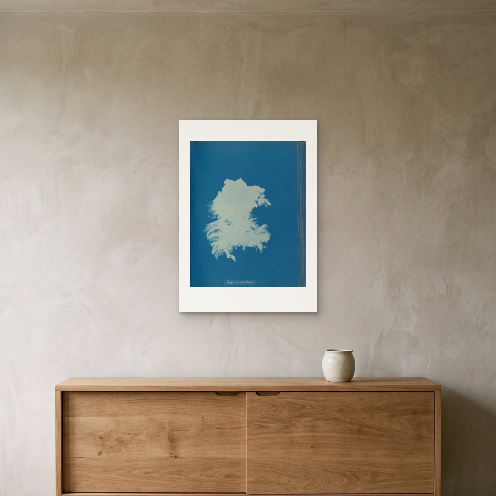 Anna Atkins's Zygnema curvatum as a 50 × 70 cm giclée print, unframed, hung 25 cm above a 140 cm sideboard