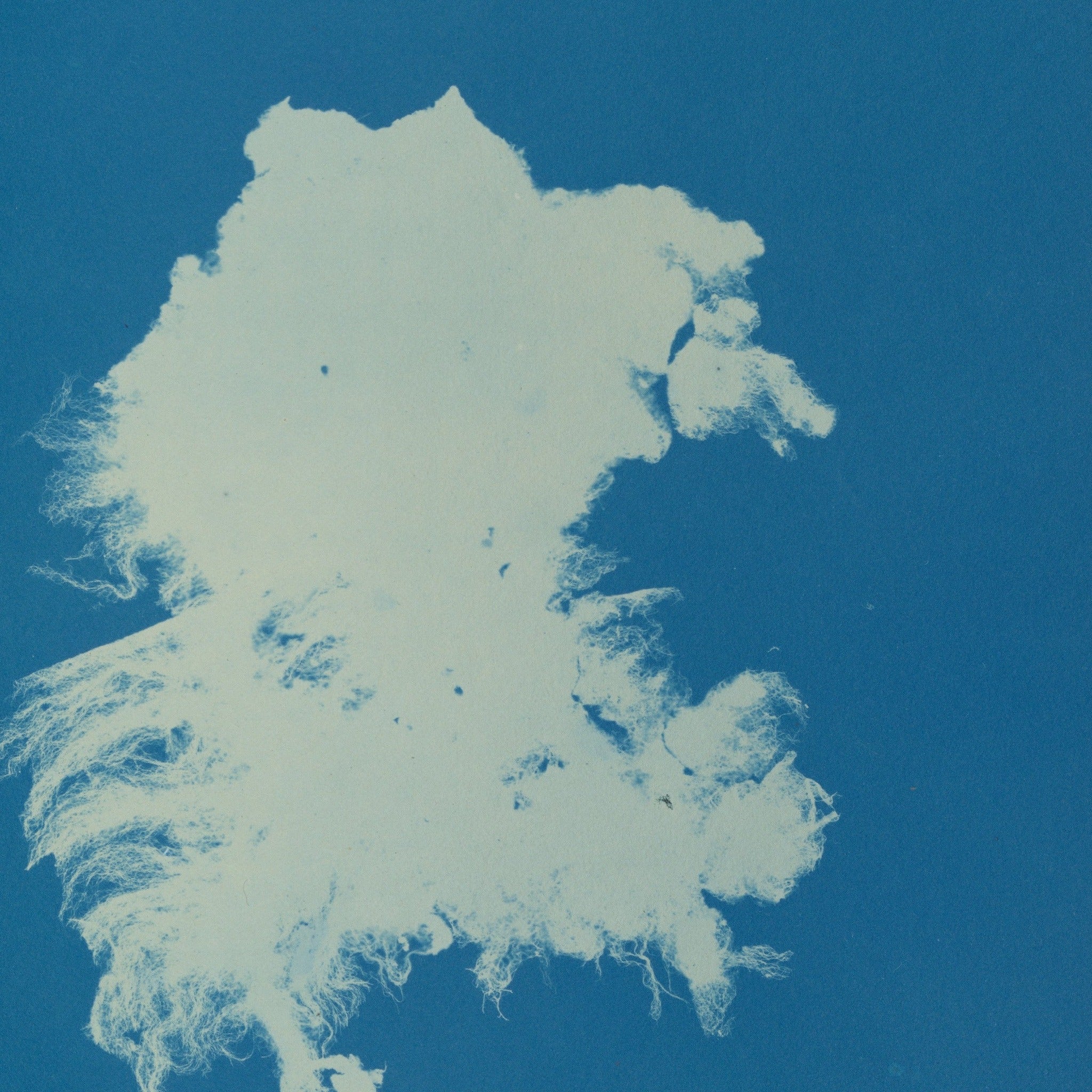 Detail at actual print size: the fine threads at the edge of Zygnema curvatum and the paper grain of the 1853 cyanotype