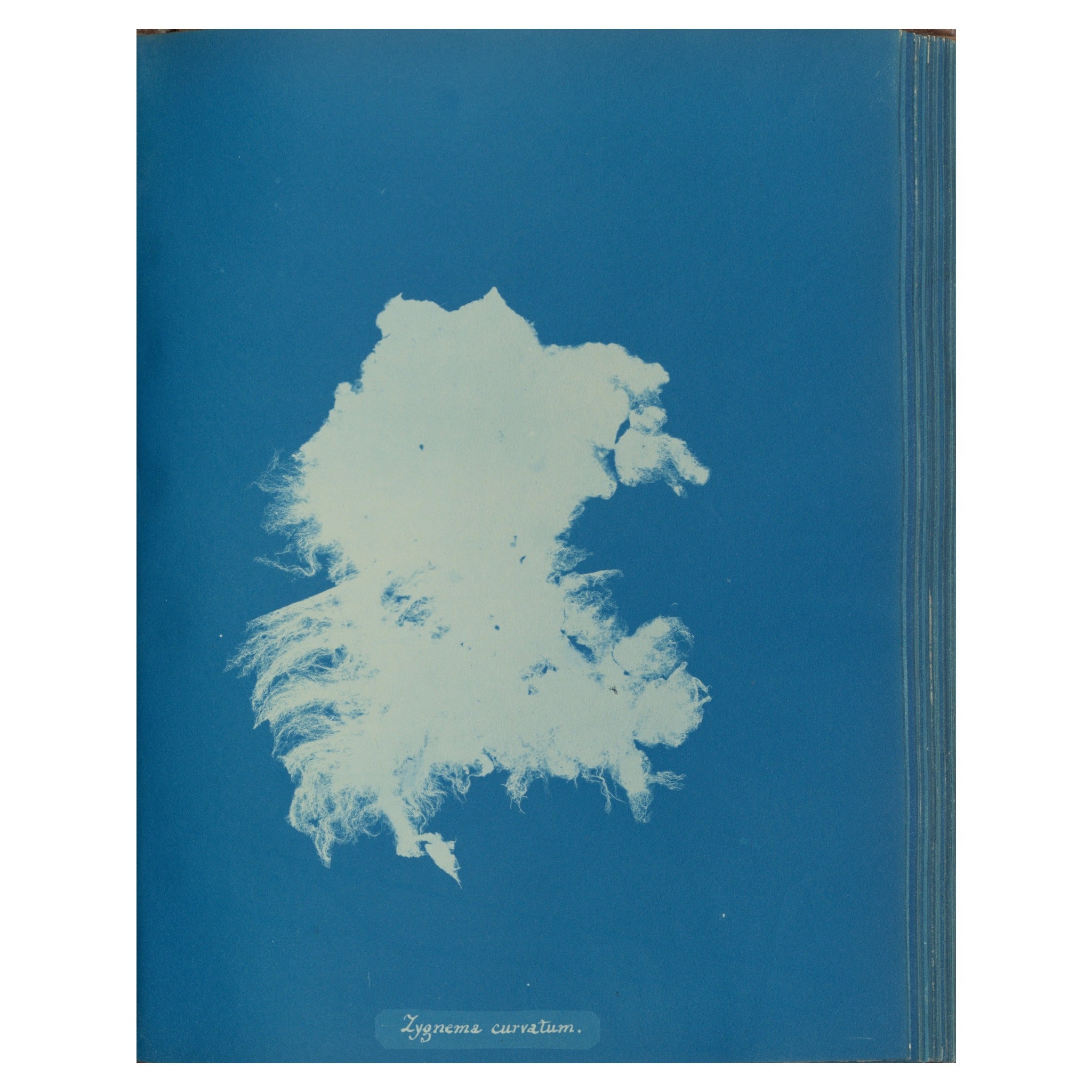 Anna Atkins, Zygnema curvatum, 1853 — the cyanotype plate reproduced whole, a single luminous mass of freshwater alga on Prussian blue with the handwritten species name
