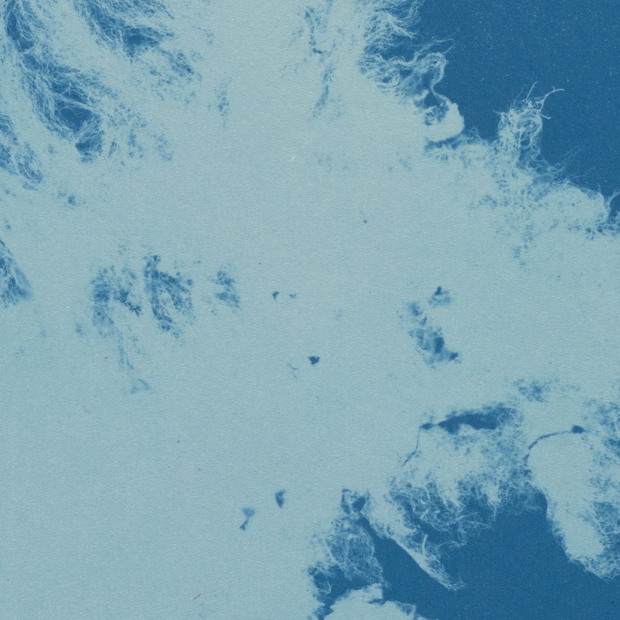 Detail at actual print size: the fine threads at the edge of Zygnema curvatum and the paper grain of the 1853 cyanotype