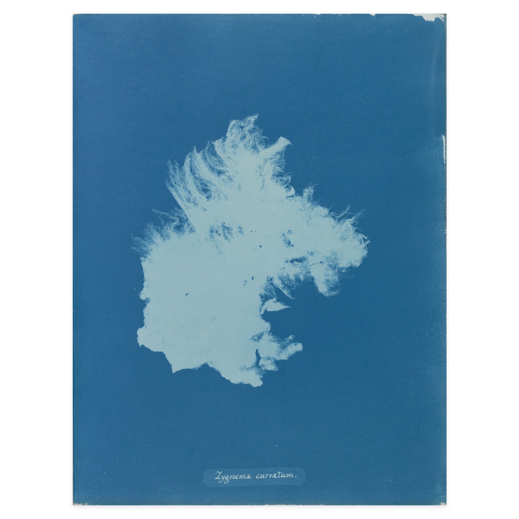 Anna Atkins, Zygnema curvatum, 1853 — the cyanotype leaf reproduced whole, a single luminous mass of freshwater alga on Prussian blue with her handwritten species name