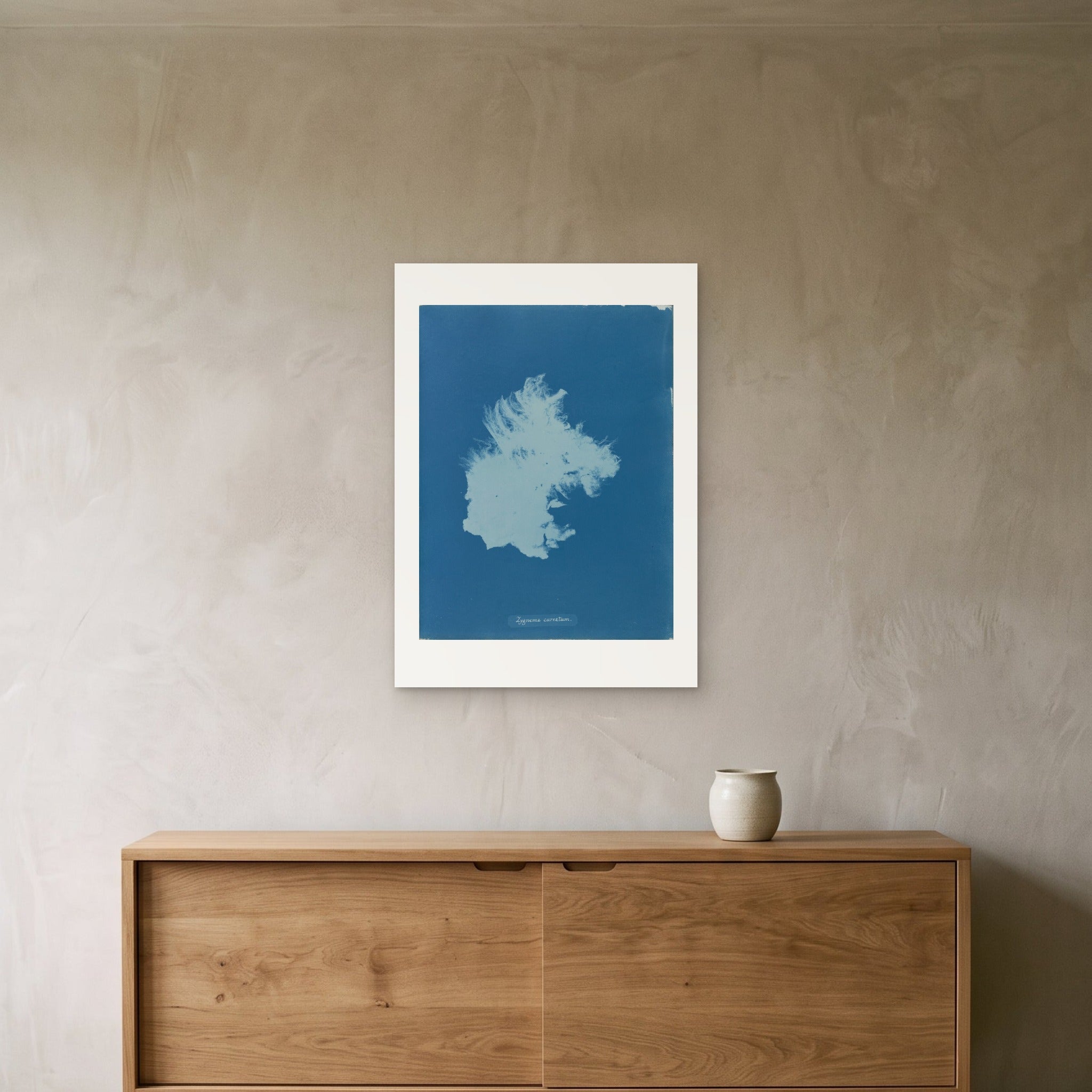 Anna Atkins's Zygnema curvatum as a 50 × 70 cm giclée print, unframed, hung 25 cm above a 140 cm sideboard