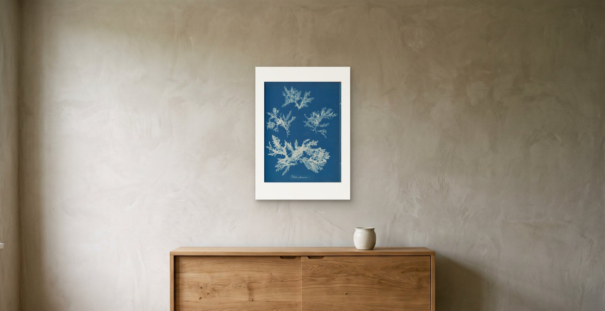 Anna Atkins's Ptilota plumosa cyanotype as a 50 × 70 cm giclée print, unframed, 25 cm above a 140 cm oak sideboard