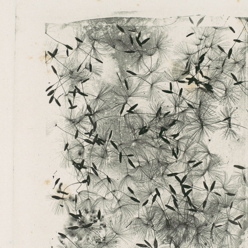Detail at printed size — individual dandelion seeds and their pappus