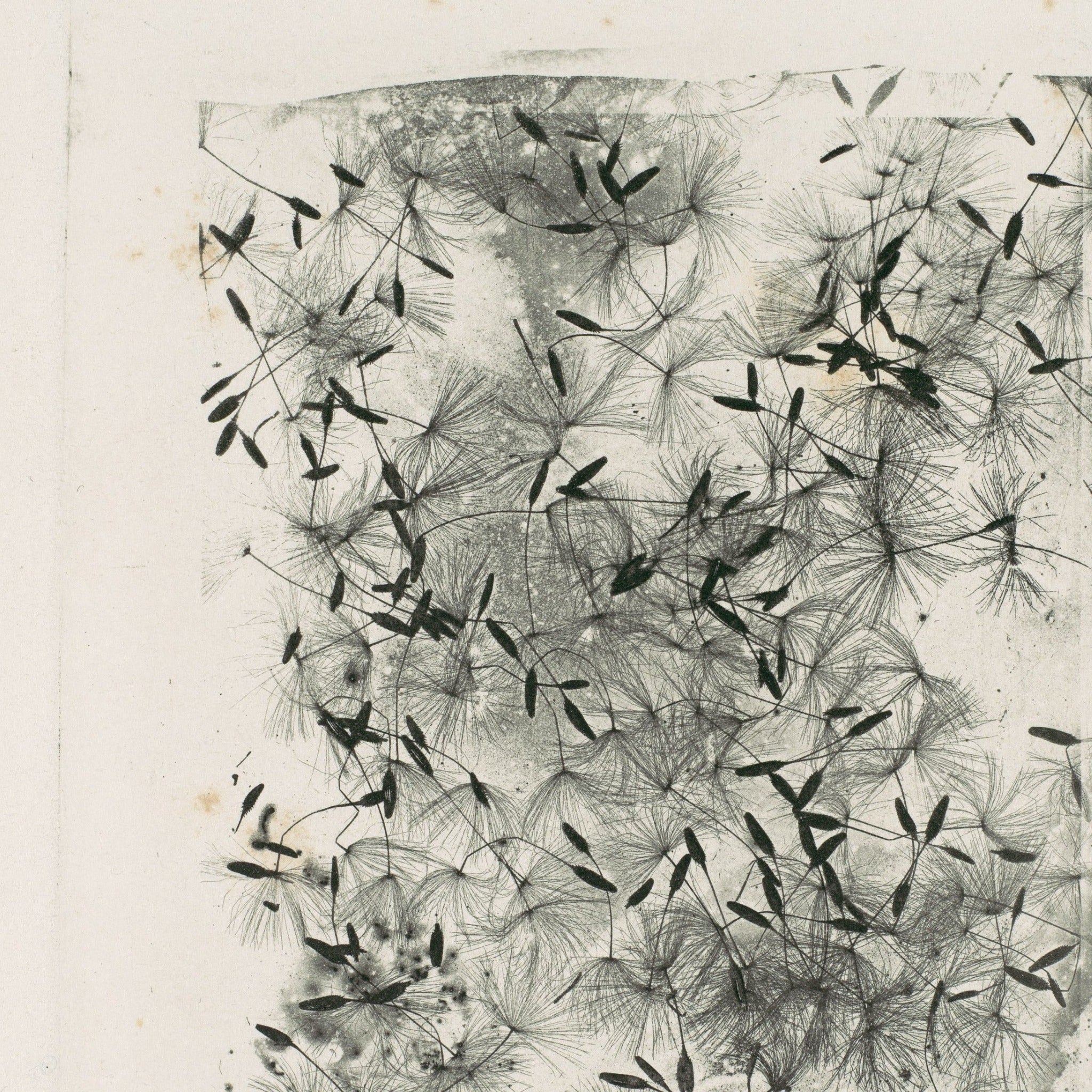 Detail at printed size — individual dandelion seeds and their pappus