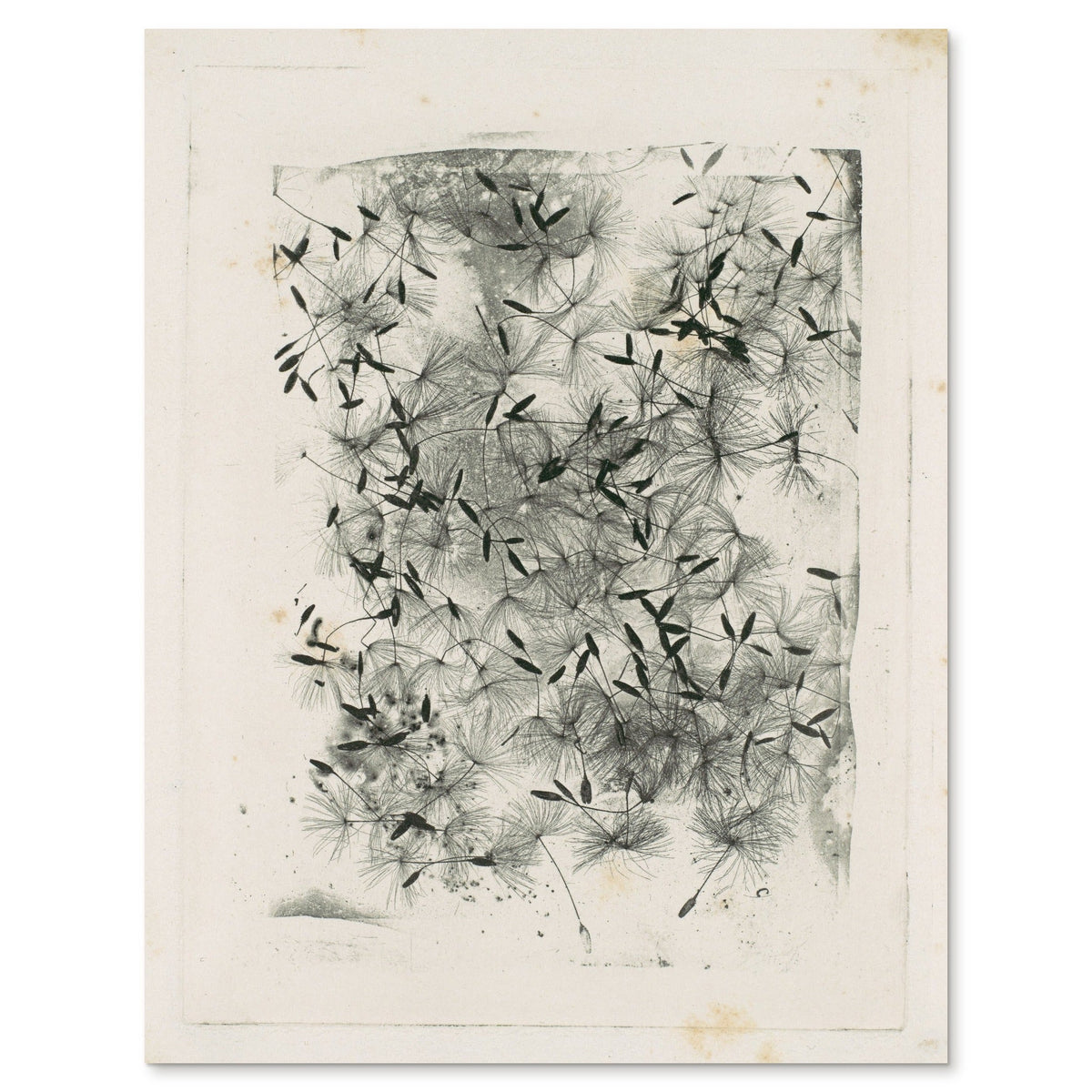 William Henry Fox Talbot, Dandelion Seeds - the photoglyphic engraving with its plate mark, shown flat on white
