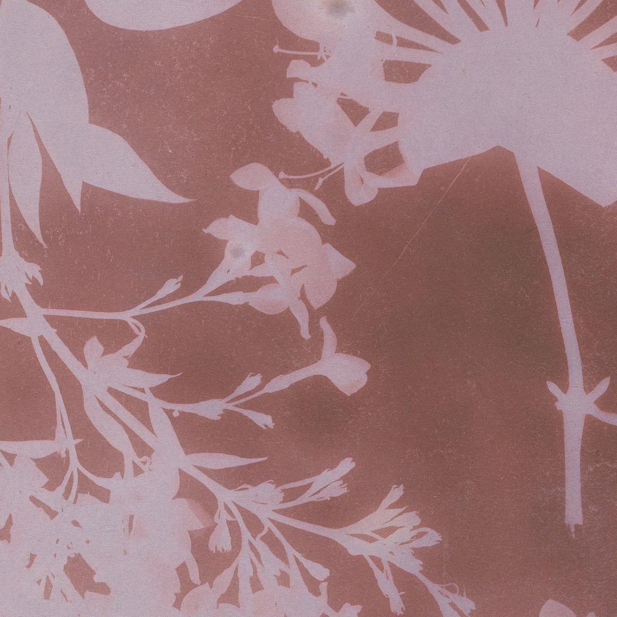 Detail at printed size — leaves and stems recorded directly on the sensitised paper