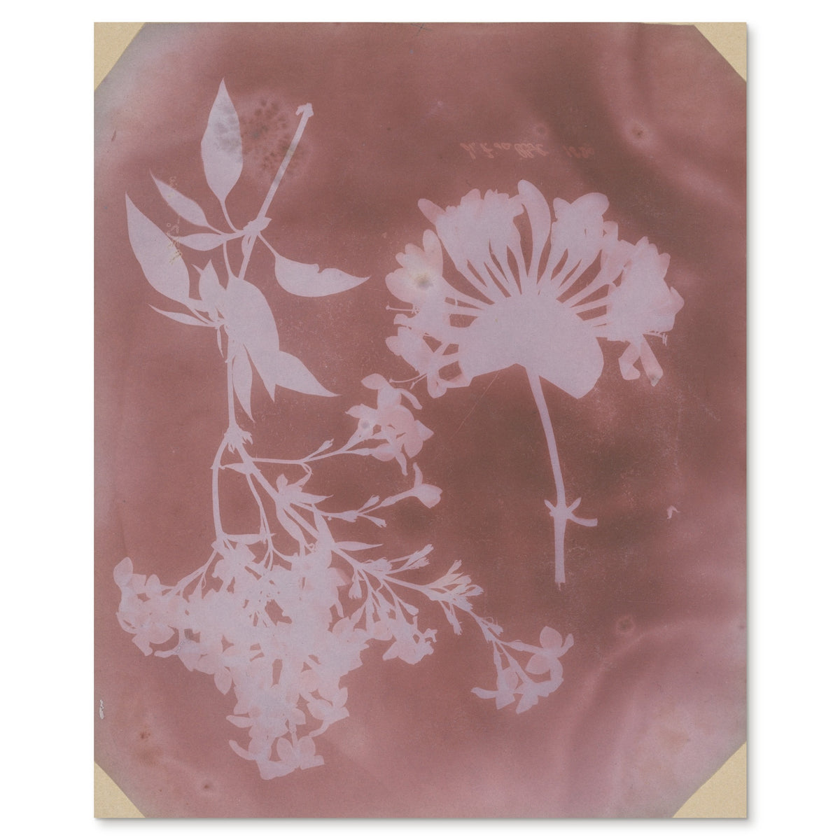 William Henry Fox Talbot, Two Plant Specimens, 1839 - the complete photogenic drawing shown flat on white