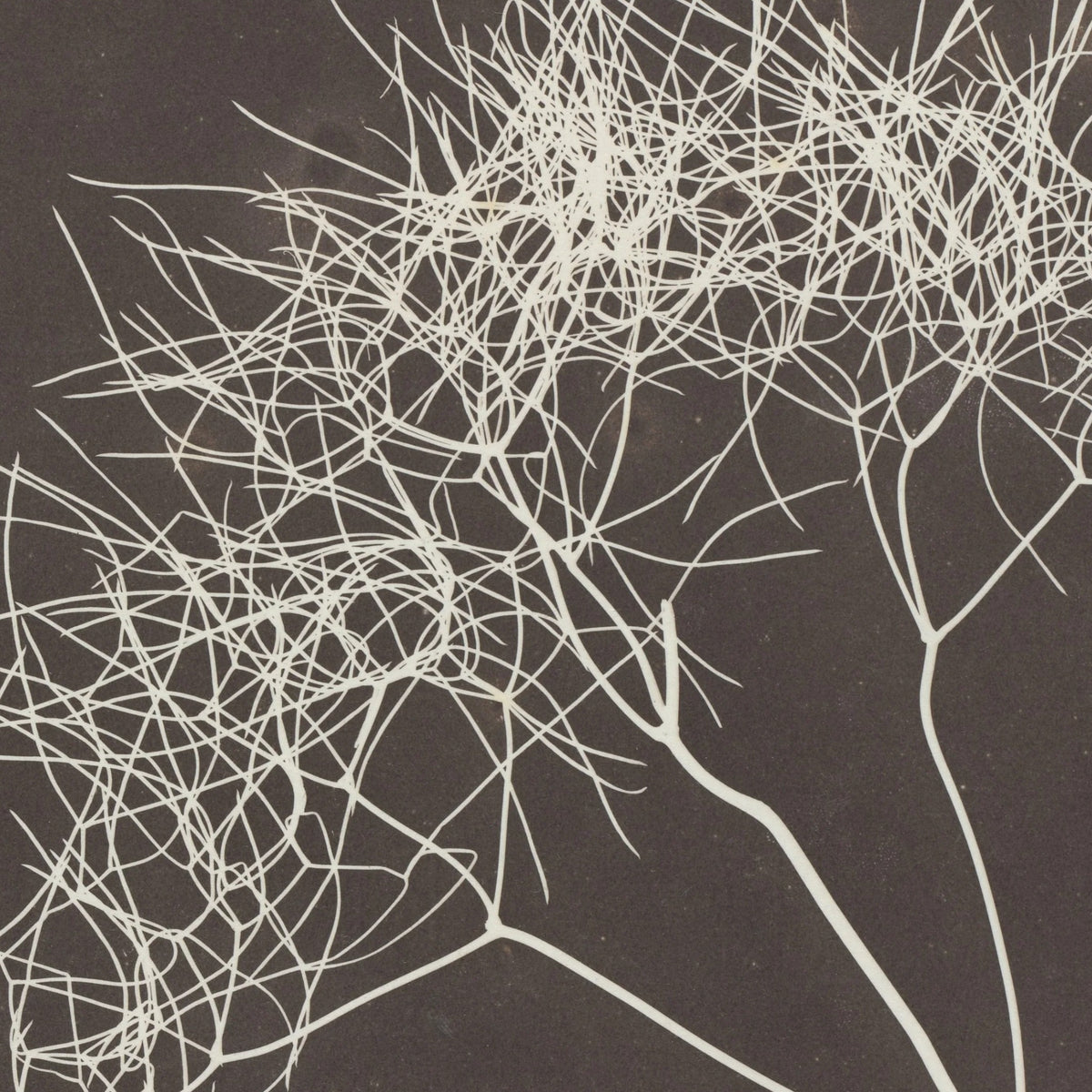 Detail at printed size — the fennel umbels drawn in light on dark ground