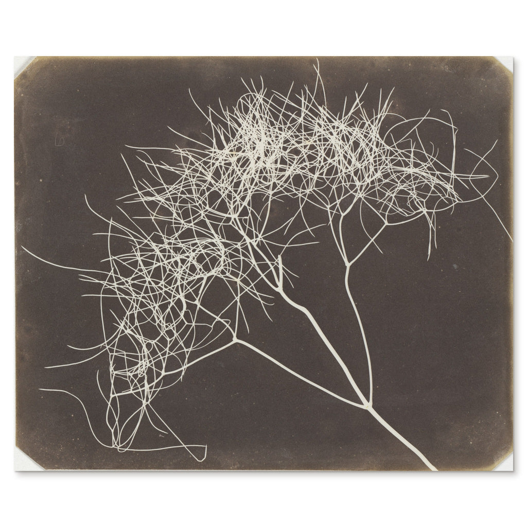 William Henry Fox Talbot, Wild Fennel, 1841-42 - the complete salted paper photogram shown flat on white