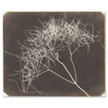 William Henry Fox Talbot, Wild Fennel, 1841-42 - the complete salted paper photogram shown flat on white