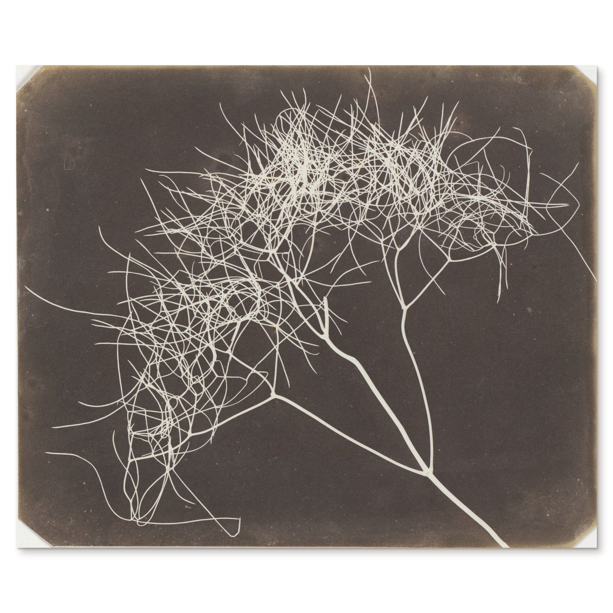 William Henry Fox Talbot, Wild Fennel, 1841-42 - the complete salted paper photogram shown flat on white