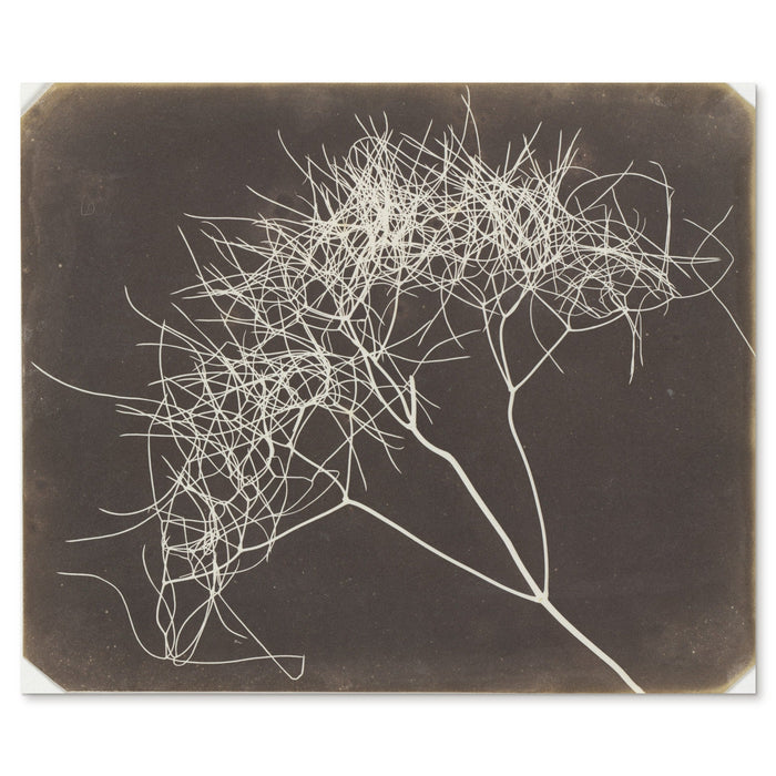 William Henry Fox Talbot, Wild Fennel, 1841-42 - the complete salted paper photogram shown flat on white