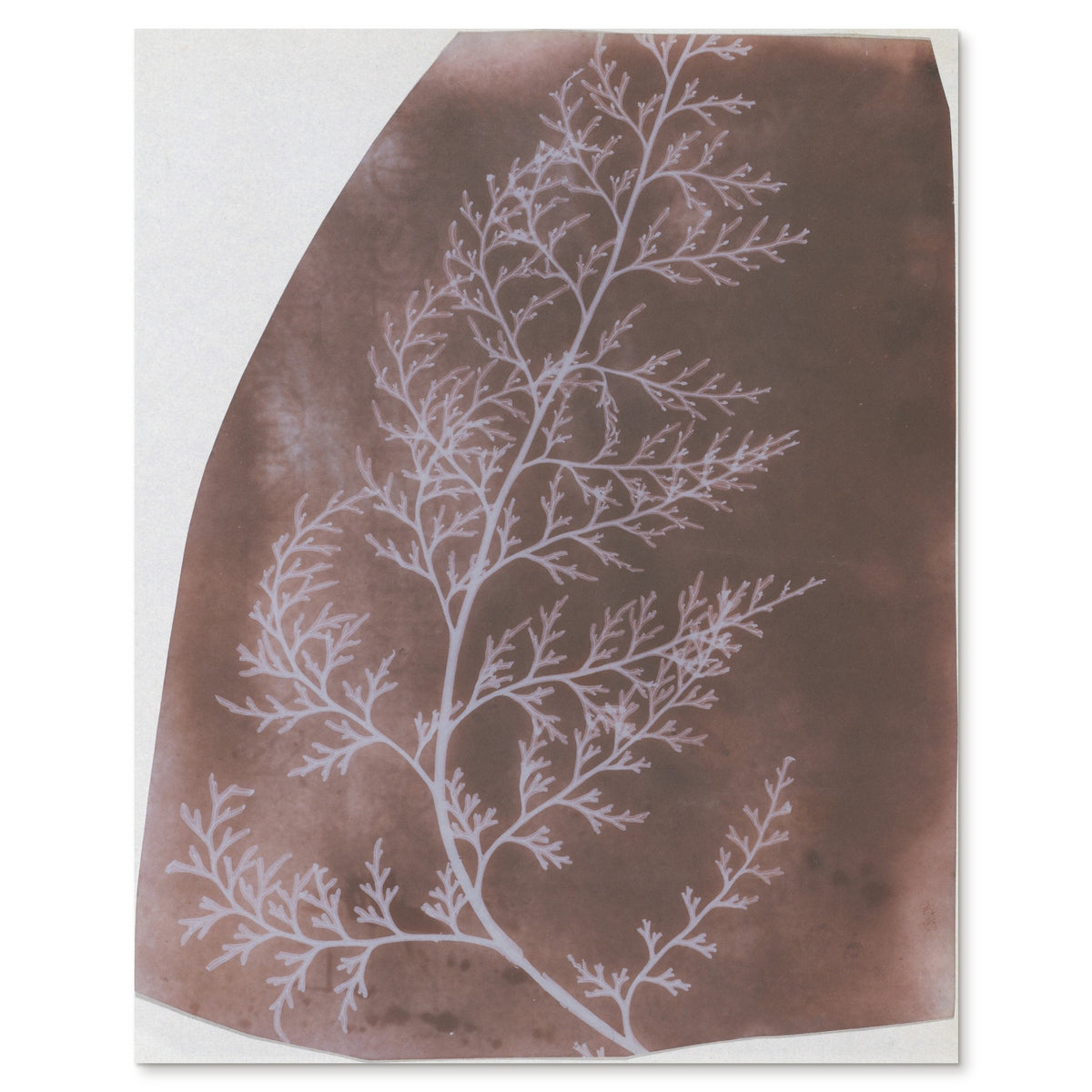 William Henry Fox Talbot, Wrack, 1839 - the complete salted paper photogram of seaweed shown flat on white